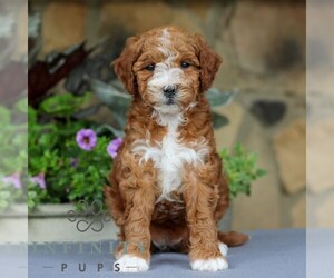 Goldendoodle (Miniature) Puppy for sale in EAST EARL, PA, USA