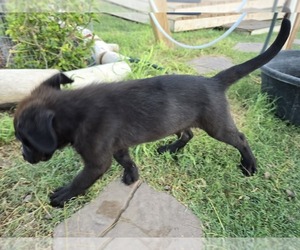 Shepradors Puppy for sale in WELLTON, AZ, USA
