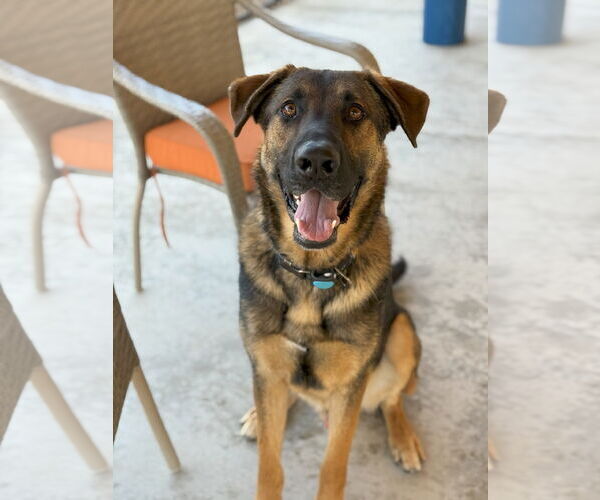 Medium Photo #1 German Shepherd Dog Puppy For Sale in San Diego, CA, USA