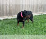 Small Photo #9 Rottweiler Puppy For Sale in HOUSTON, TX, USA