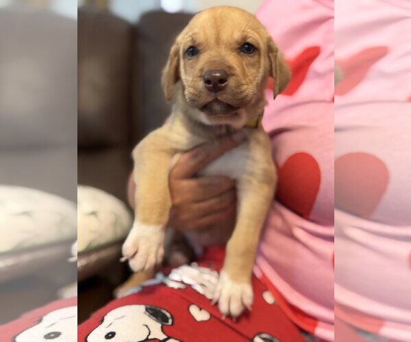 Medium Photo #1 Labrador Retriever-Unknown Mix Puppy For Sale in Holly Springs, NC, USA