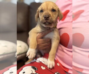 Labrador Retriever-Unknown Mix Dogs for adoption in Holly Springs, NC, USA