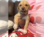 Small Labrador Retriever Mix