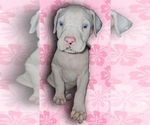 Small #3 Great Dane