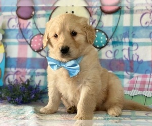 Golden Retriever Puppy for sale in LANCASTER, PA, USA