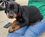 Puppy Red collar Doberman Pinscher