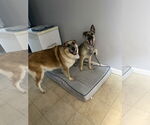 Small #6 German Shepherd Dog