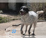 Small #3 Mutt