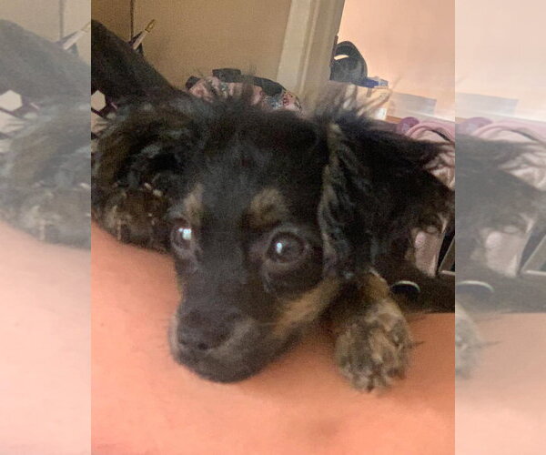 Medium Photo #5 Colonial Cocker Spaniel-Unknown Mix Puppy For Sale in Corona, CA, USA
