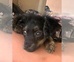 Small #4 Colonial Cocker Spaniel Mix