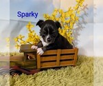 Image preview for Ad Listing. Nickname: Sparky