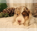 Small Photo #11 Aussiedoodle Miniature  Puppy For Sale in STAFFORD, VA, USA