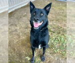 Small #1 German Shepherd Dog