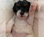 Small Photo #8 Cavapoo (Miniature) Puppy For Sale in SAINT FRANCIS, MN, USA