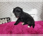 Small #3 Golden Mountain Dog