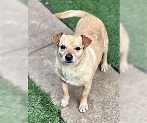 Medium Photo #2 Chiweenie Puppy For Sale in Dana Point, CA, USA