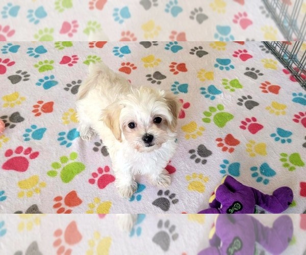 Medium Photo #4 Maltipoo (Toy) Puppy For Sale in ORO VALLEY, AZ, USA