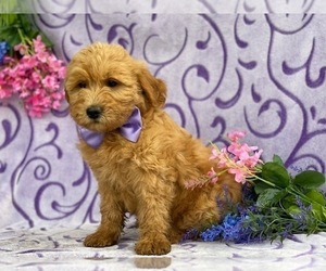 Goldendoodle Puppy for sale in LANCASTER, PA, USA