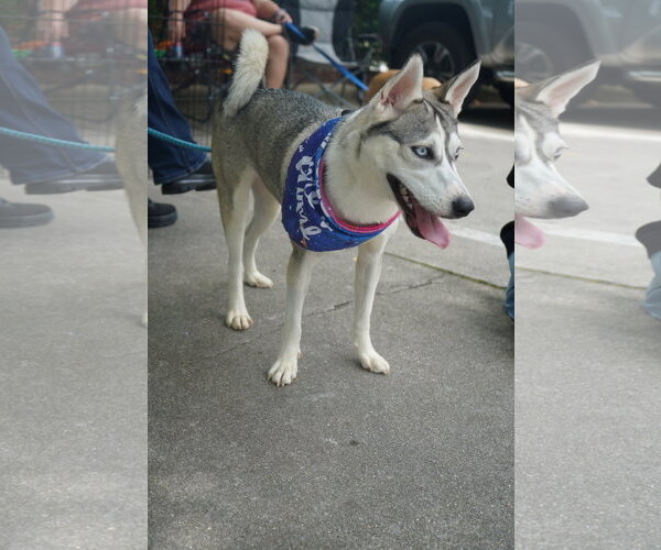 Medium Photo #6 Siberian Husky-Unknown Mix Puppy For Sale in Holly Springs, NC, USA
