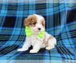 Small #4 Cavapoo (Miniature)
