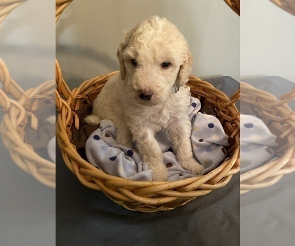 Medium Photo #4 Sheepadoodle Puppy For Sale in ANDERSON, IN, USA