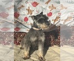 Small Mutt