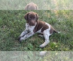 Puppy Big Boy German Shorthaired Pointer