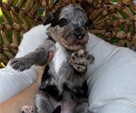 Small Photo #4 Bernedoodle Puppy For Sale in GILBERT, AZ, USA