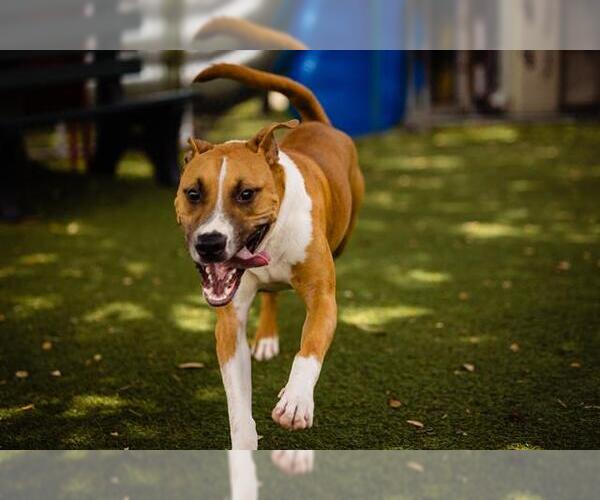 Medium Photo #3 American Bulldog-Unknown Mix Puppy For Sale in Orlando, FL, USA