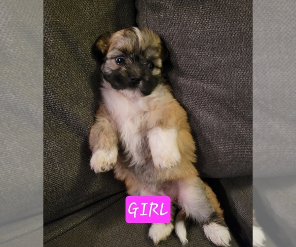 Medium Photo #8 Auss-Tzu Puppy For Sale in SAN ANTONIO, TX, USA