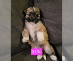 Small #7 Auss-Tzu