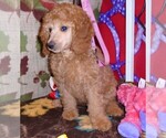 Small Photo #7 Poodle (Standard) Puppy For Sale in CLATSKANIE, OR, USA