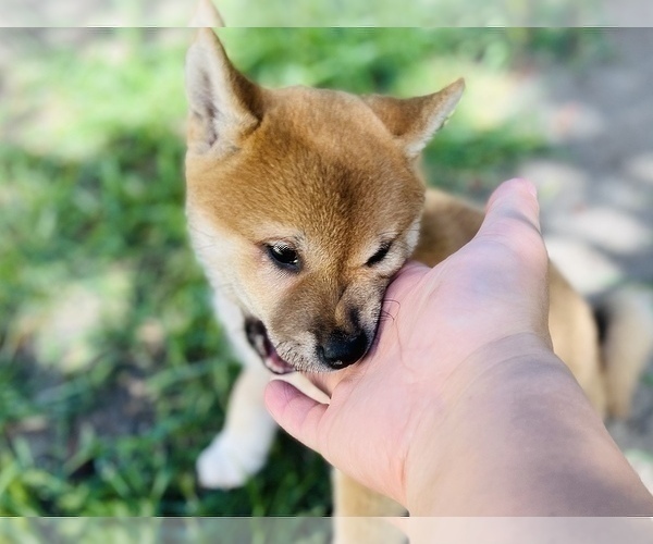 Medium Photo #35 Shiba Inu Puppy For Sale in FREMONT, CA, USA