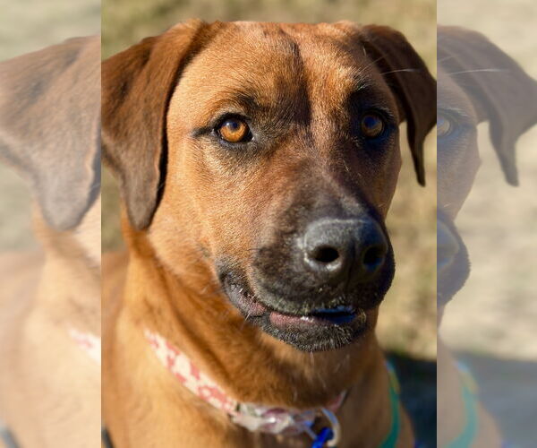 Medium Photo #2 Mutt Puppy For Sale in West Cornwall, CT, USA