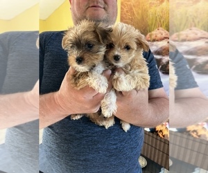 Morkie Puppy for sale in FULTON, NY, USA