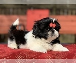 Small Photo #7 Shih Tzu Puppy For Sale in BUFORD, GA, USA