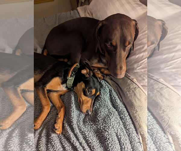 Medium Photo #6 Doberman Pinscher-Unknown Mix Puppy For Sale in Minneaoplis, MN, USA