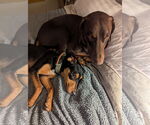 Small #5 Doberman Pinscher Mix