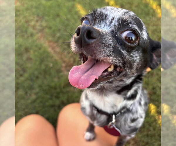 Medium Photo #1 Chihuahua Puppy For Sale in Spring Lake, NC, USA