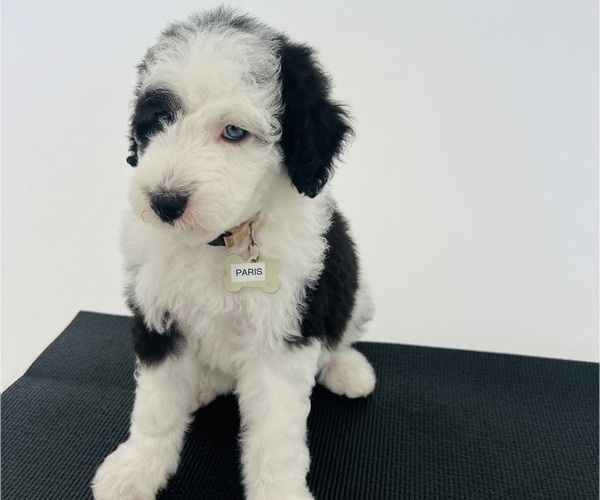 Medium Photo #111 Sheepadoodle Puppy For Sale in HUNTINGTON BEACH, CA, USA
