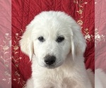 Small Golden Retriever