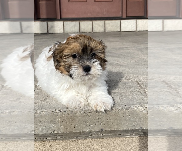 Medium Photo #4 Havanese Puppy For Sale in CANOGA, NY, USA