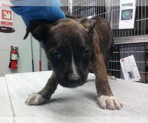 American Pit Bull Terrier-Unknown Mix Dogs for adoption in Oklahoma City, OK, USA