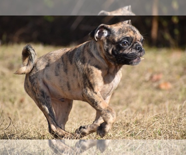Medium Photo #3 Pug Puppy For Sale in PALM COAST, FL, USA