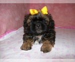 Small #3 Shih Tzu