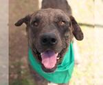 Small Labrador Retriever
