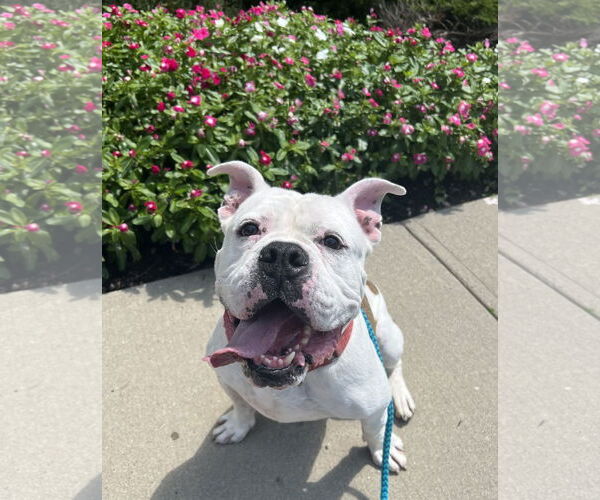 Medium Photo #6 Bulldog-Unknown Mix Puppy For Sale in Rockaway, NJ, USA