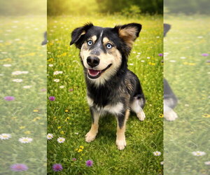 Anatolian Shepherd-Australian Shepherd Mix Dogs for adoption in Bryant, AR, USA