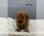 Small Photo #3 Golden Retriever Puppy For Sale in FREDERICKSBG, OH, USA