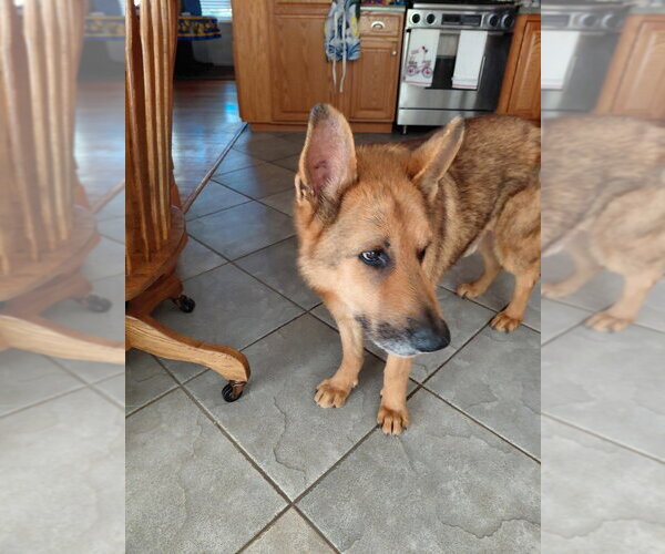 Medium Photo #2 German Shepherd Dog Puppy For Sale in Cupertino, CA, USA